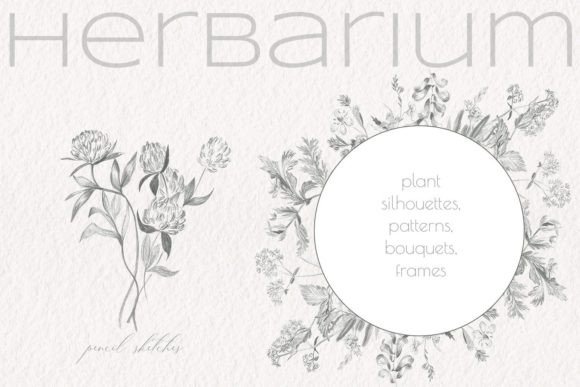 Download Herbarium. Pencil Sketches - Sketches Collection
