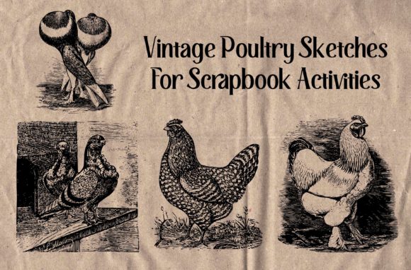 Download Vintage Poultry Sketches for Scrapbook - Sketches Collection