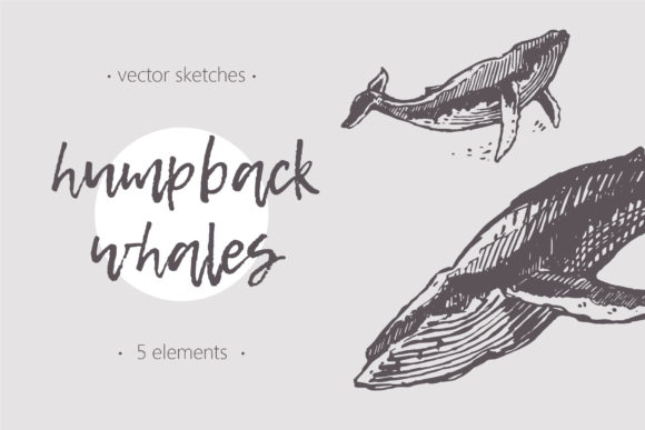 Download Sketches of Humpback Whales - Sketches Collection